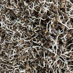 Chenevis amorçage bio 20 Kg