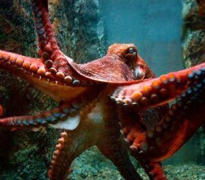 1Squid & Octopus 100 ml