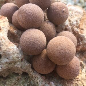 Pop up couleur chocolat