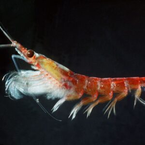 Krill 100 ml