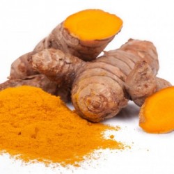 Curcuma