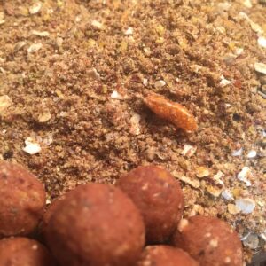 Stick mix Médusa 700gr